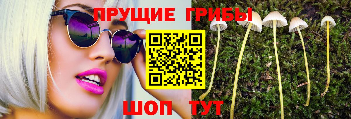 Псилоцибиновые грибы GOLDEN TEACHER  Вход с VPN  Псилоцибиновые грибы Cubensis  Дальнереченск 